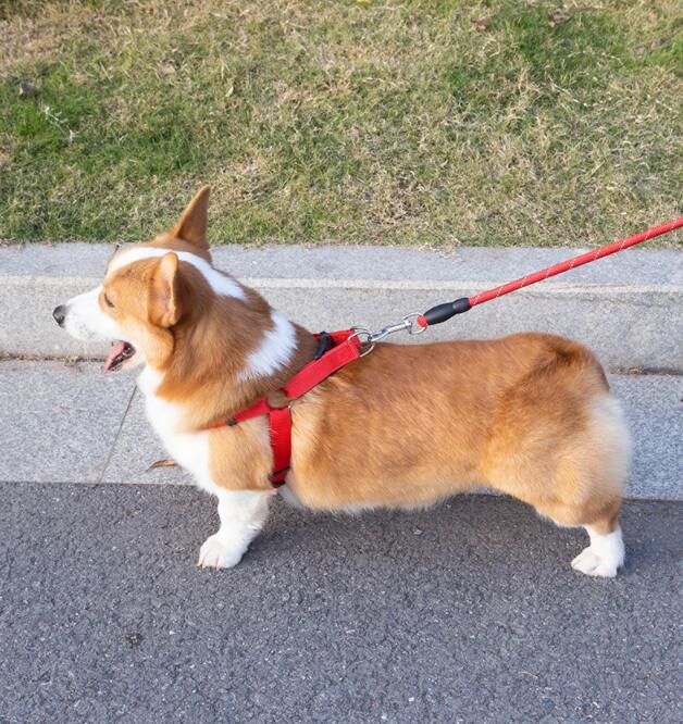 reflective dog leash and collar set