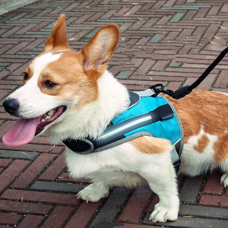 Pet Dog Leash for Walki