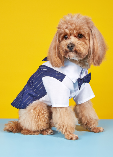 Simple Fashionable Pet Dog