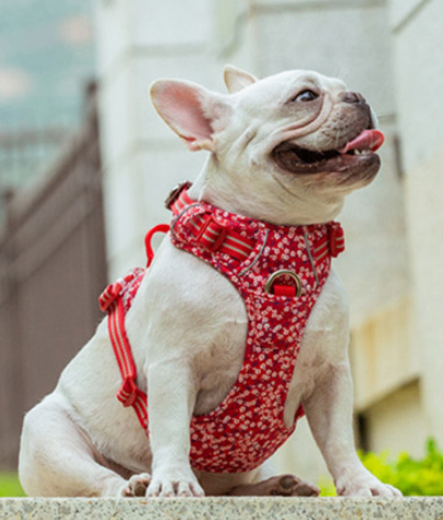 pet dog leash and harness set