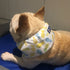 Summer Pet Dog Cooling