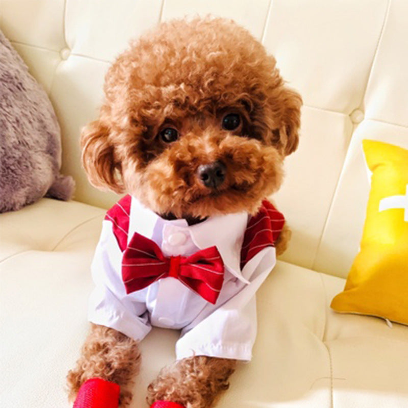 Simple Fashionable Pet Dog