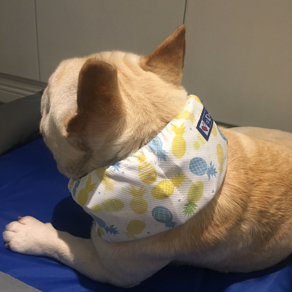 Summer Pet Dog Cooling